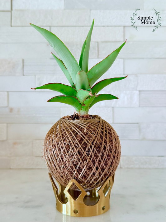 Kokedama - Sansevieria 'Chao Phraya' (Artist's Choice)
