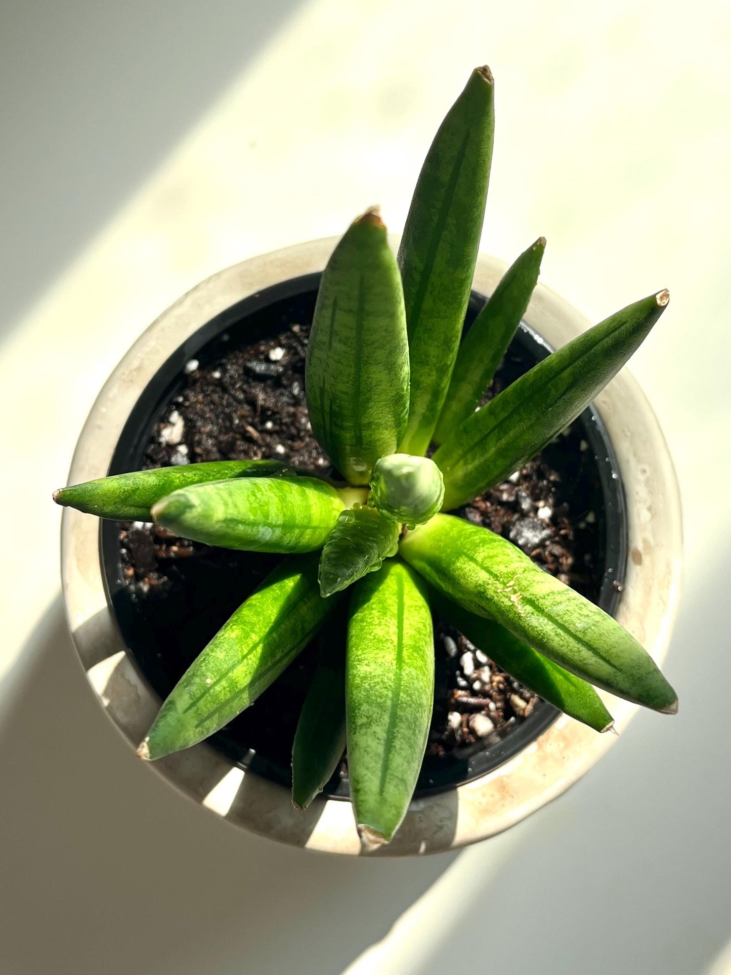 RARE Snake Plant/Sansevieria Boncellensis 'Hedgehog' (shipped in 4" nursery pot and grower's choice)