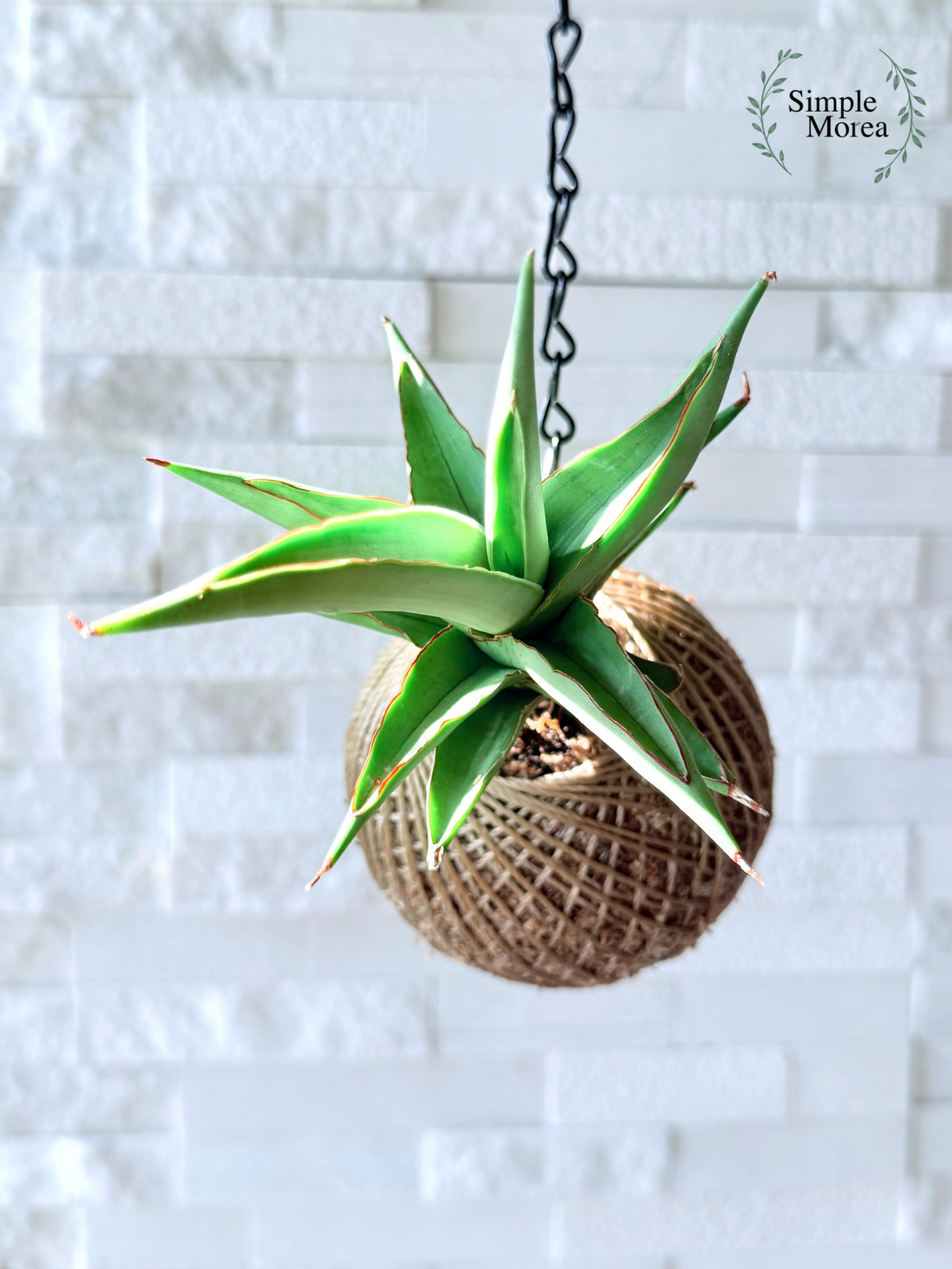 Kokedama - Sansevieria 'Chao Phraya' (Artist's Choice)
