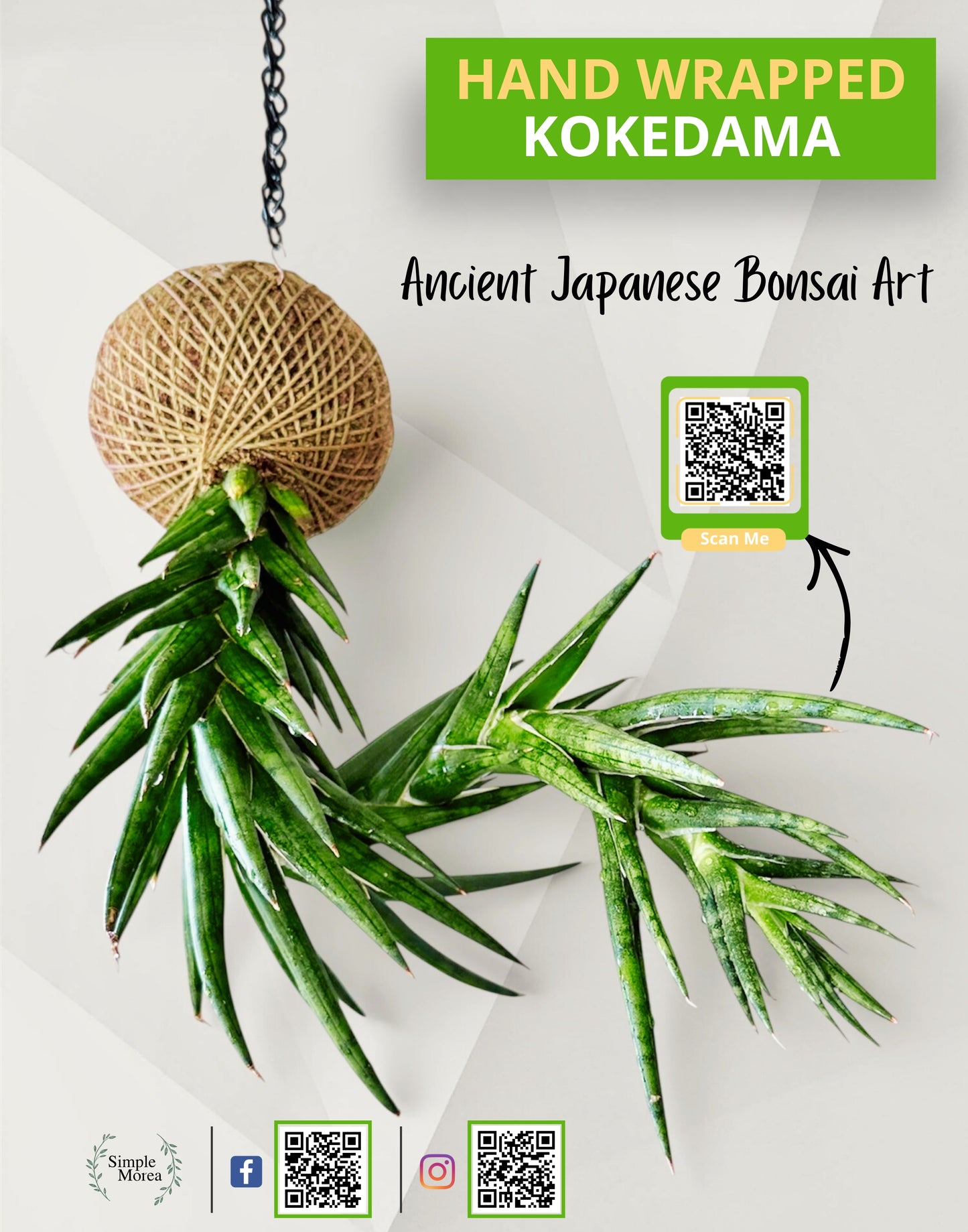 Kokedama - Sansevieria ‘Francisii’  (Artist's Choice)