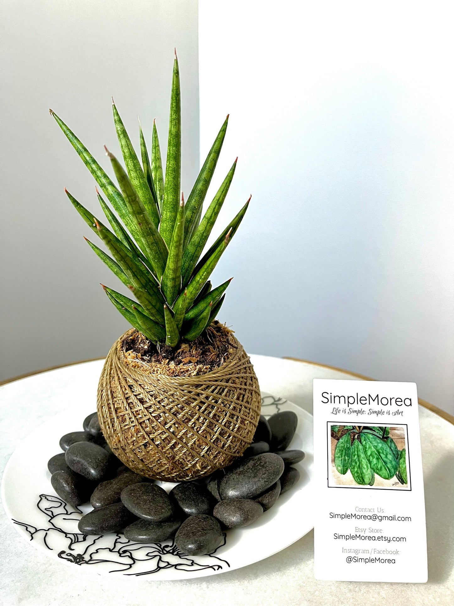 Kokedama - Sansevieria ‘Francisii’  (Artist's Choice)
