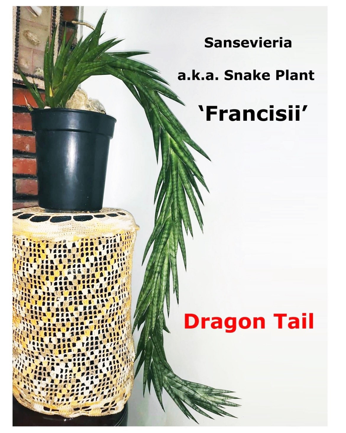 Kokedama - Sansevieria ‘Francisii’  (Artist's Choice)