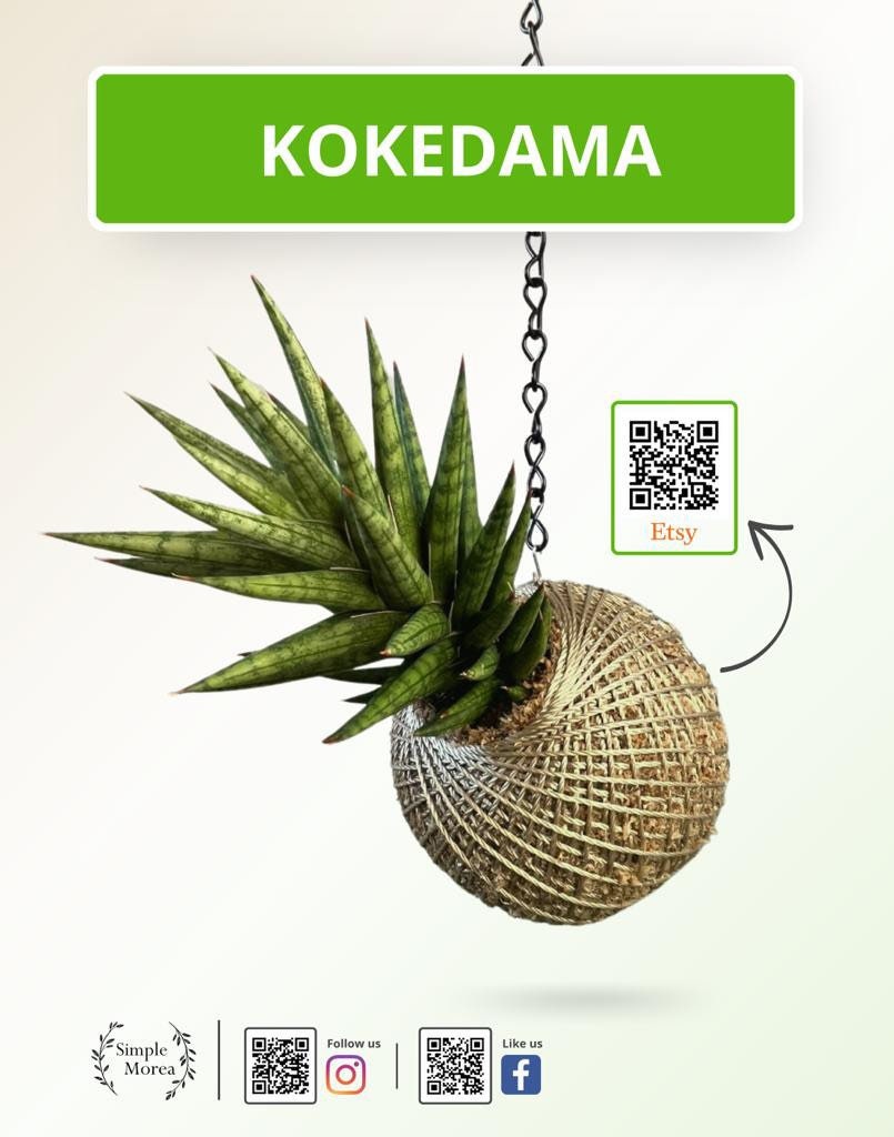 Kokedama - Sansevieria ‘Francisii’  (Artist's Choice)