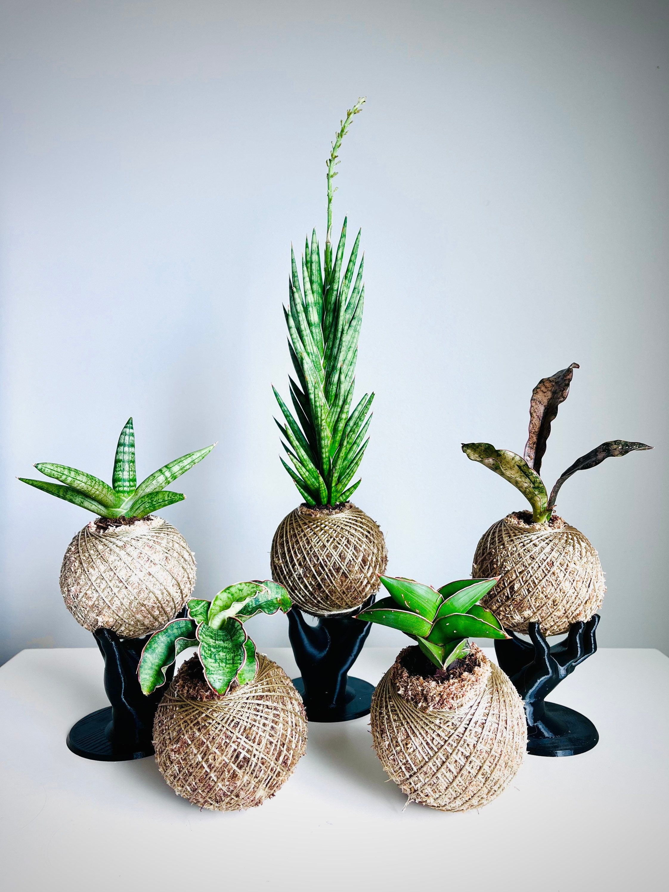 Kokedama - Sansevieria ‘Francisii’  (Artist's Choice)