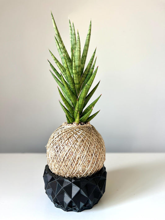 Kokedama - Sansevieria ‘Francisii’  (Artist's Choice)