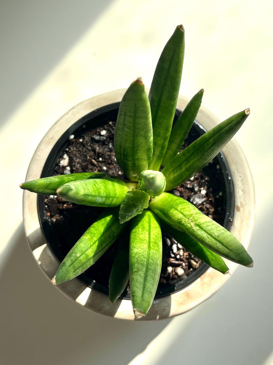 RARE Snake Plant/Sansevieria Boncellensis 'Hedgehog' (shipped in 4" nursery pot and grower's choice)