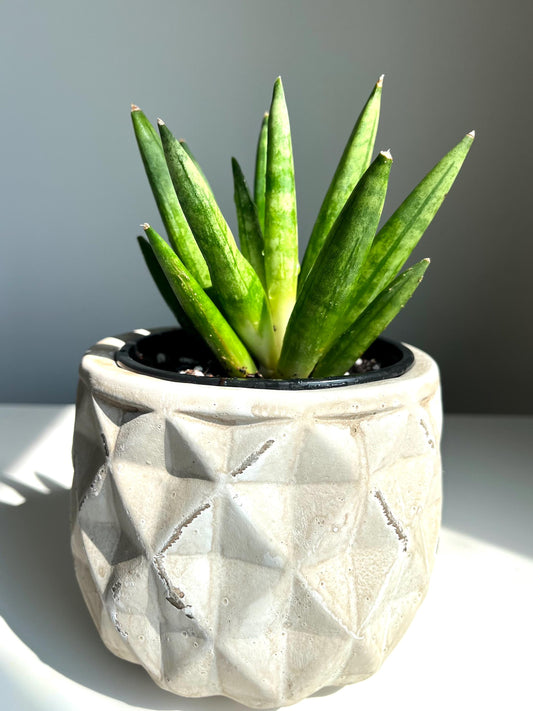 RARE Snake Plant/Sansevieria Boncellensis 'Hedgehog' (shipped in 4" nursery pot and grower's choice)