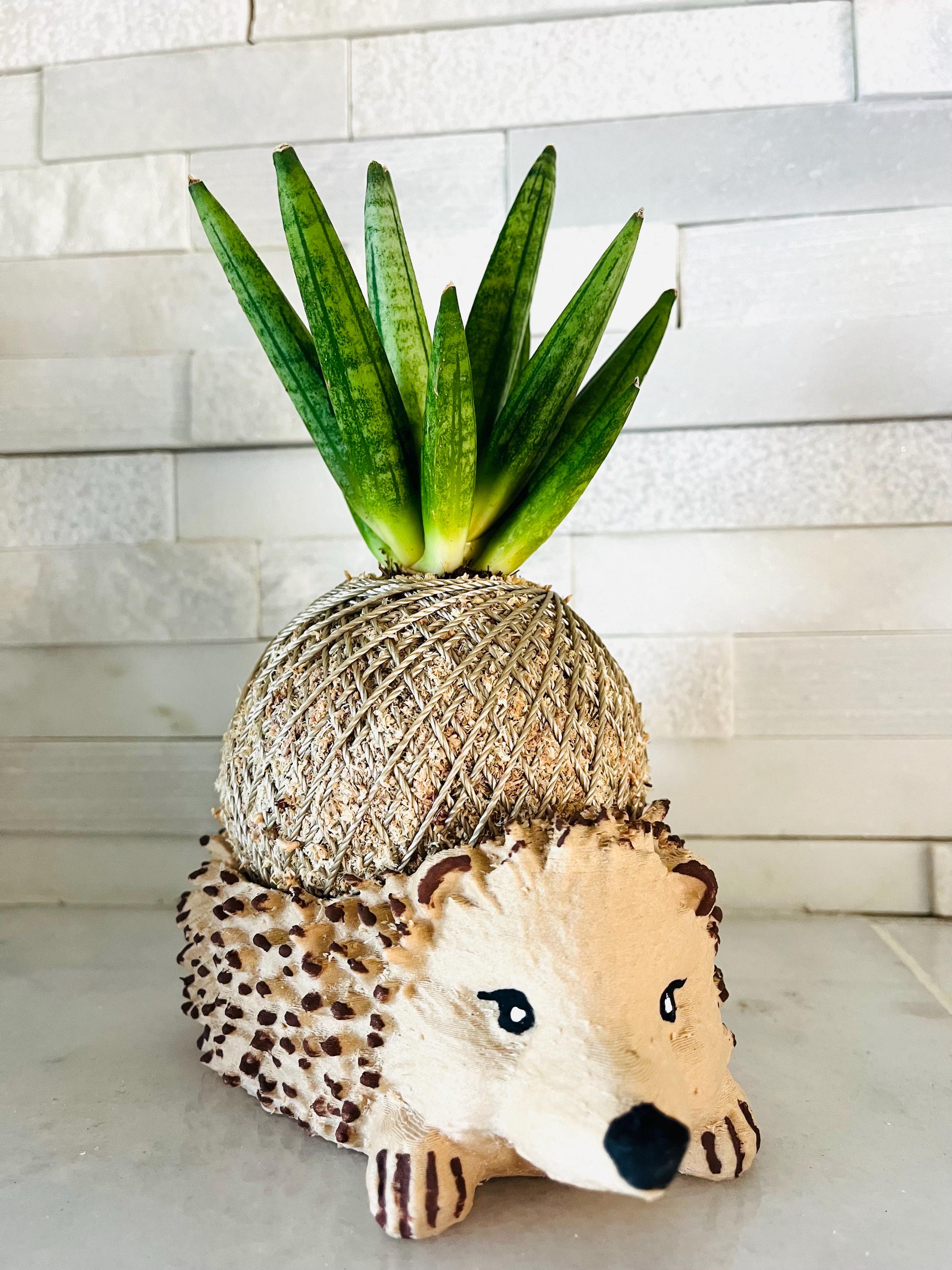 Kokedama - Sansevieria Boncellensis 'Hedgehog' (Artist's Choice)