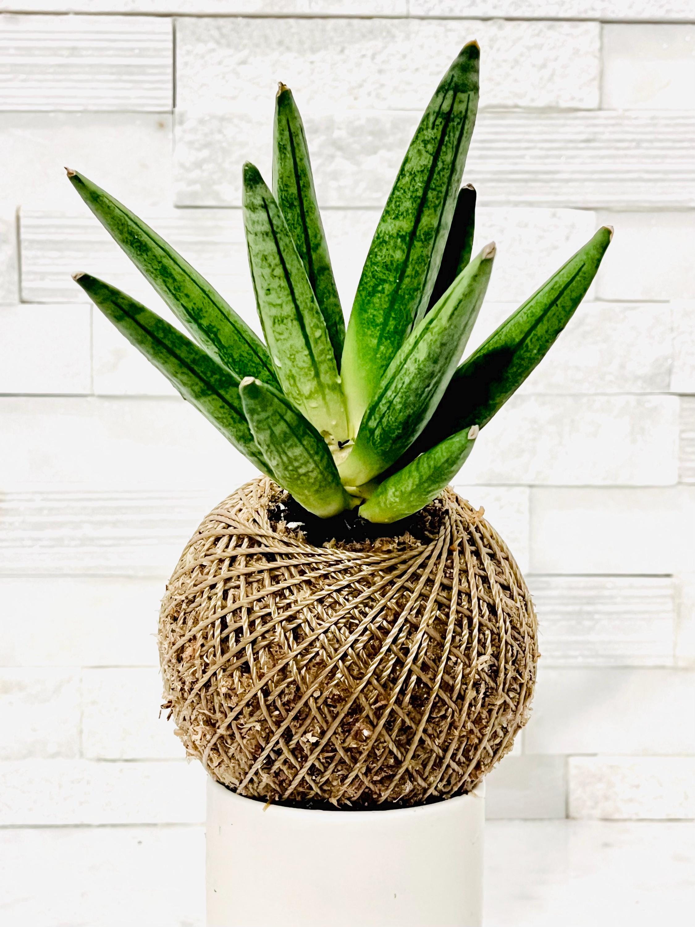 Kokedama - Sansevieria Boncellensis 'Hedgehog' (Artist's Choice)