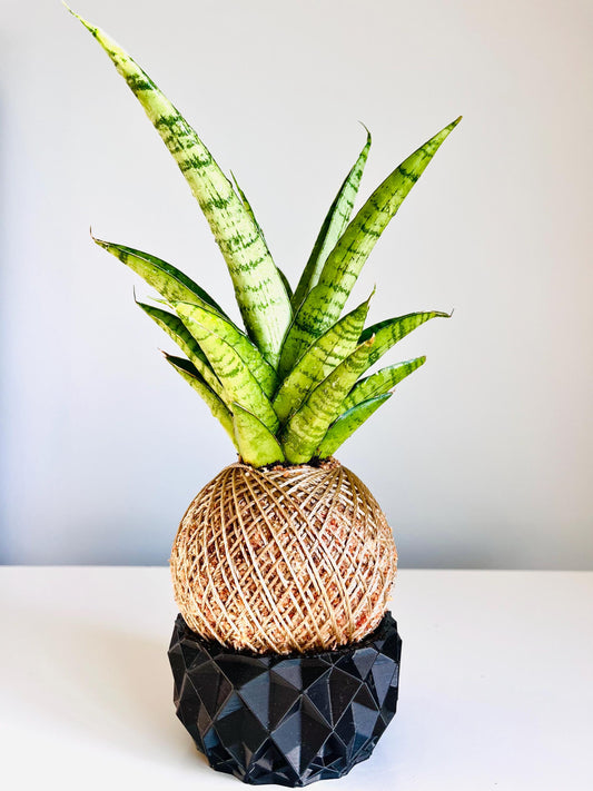 Kokedama - Sansevieria 'Tough Lady' (Artist's Choice)