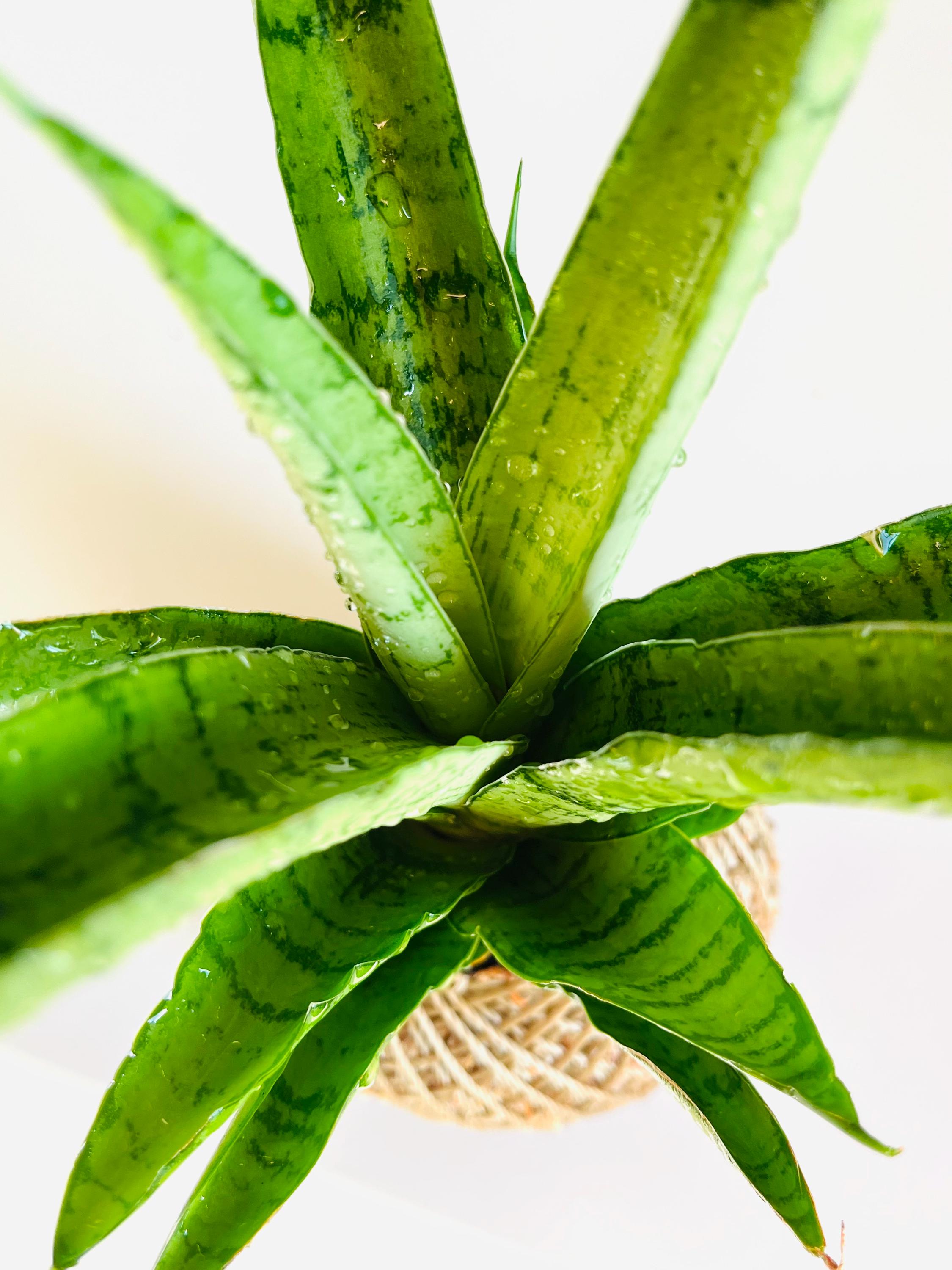 Kokedama - Sansevieria 'Tough Lady' (Artist's Choice)